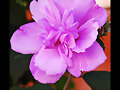 HIBISCO FUCSIA