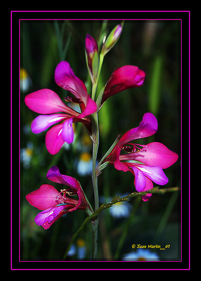 FLOR SILVESTRE