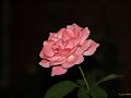 LA VIDA ES COMO UNA ROSA