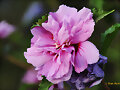 HIBISCO FUCSIA II