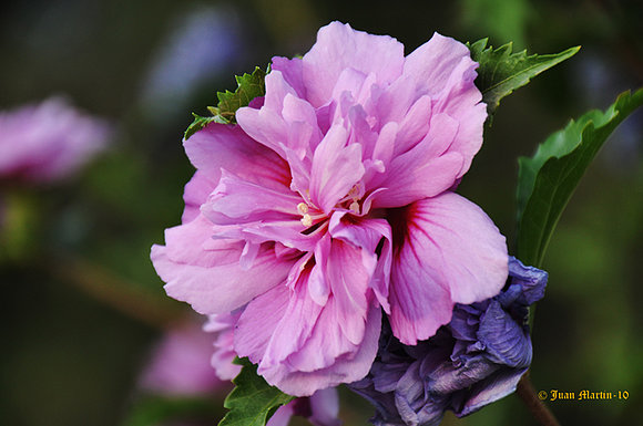 HIBISCO FUCSIA II