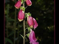 CAMPANILLAS