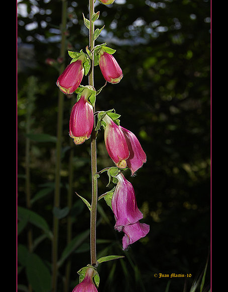 CAMPANILLAS