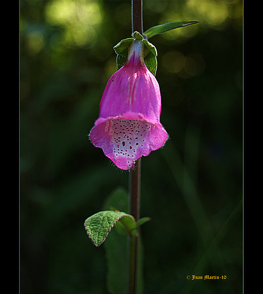 SOLITARIA