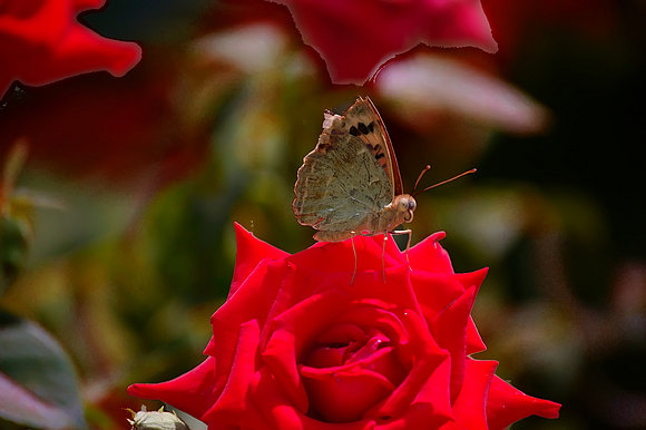 MARIPOSA