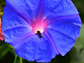 CAMPANILLA AZUL