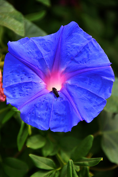 CAMPANILLA AZUL