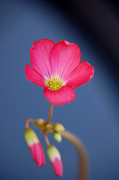 FLORECILLA III