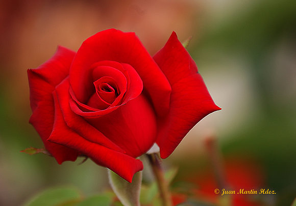 ROSA ROJA II