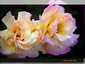 ROSAS