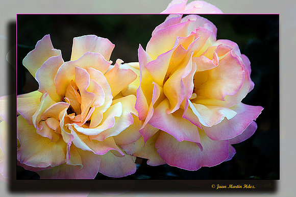ROSAS