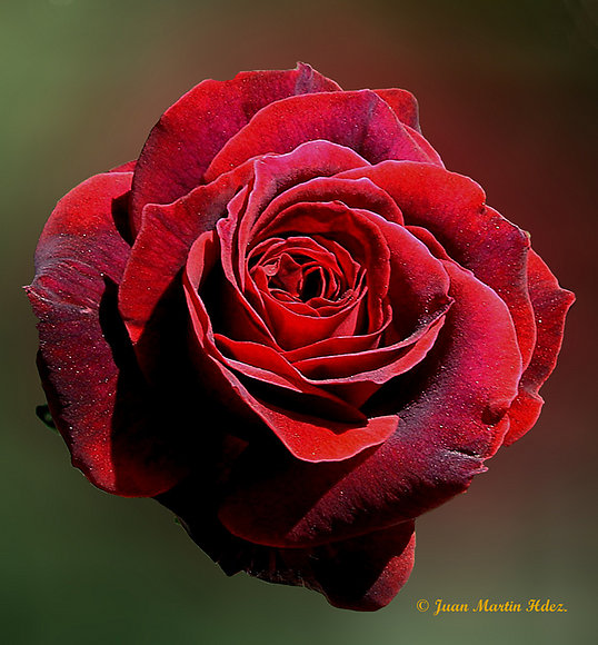 ROSA ROJA III