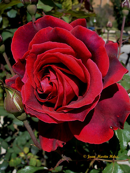 ROSA ROJA IV