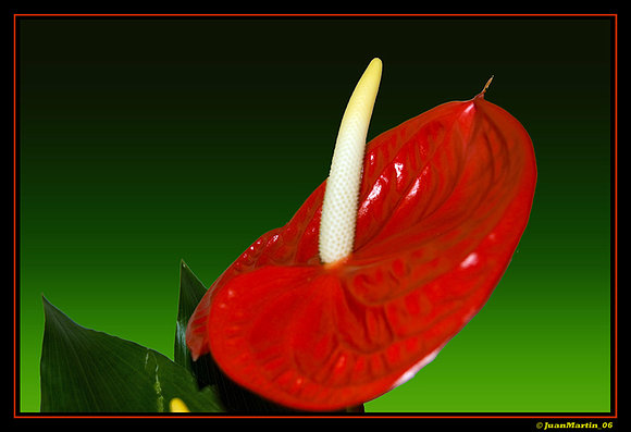 ANTURIO
