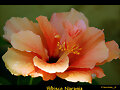 HIBISCO NARANJA