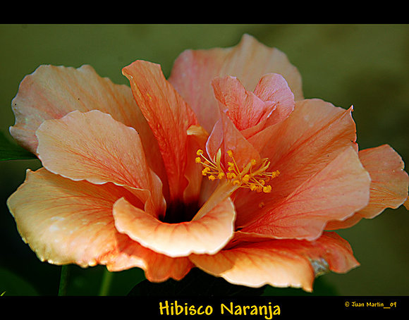 HIBISCO NARANJA