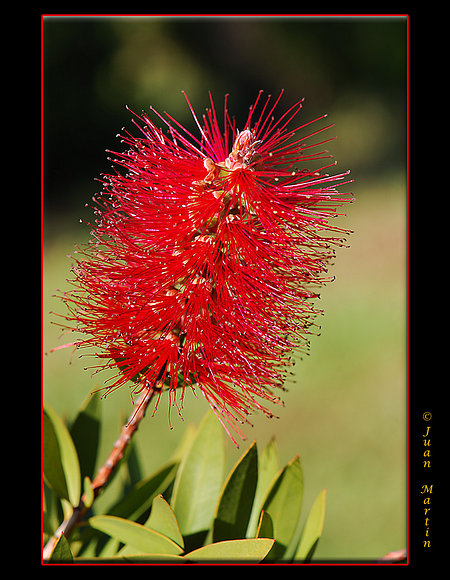 ROJO Y VERDE