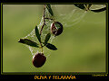 ACEITUNA