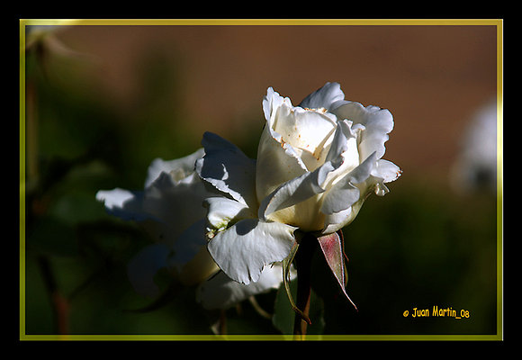 ROSAS BLANCAS