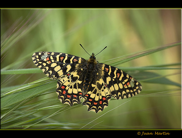 MARIPOSA ARLEQUIN
