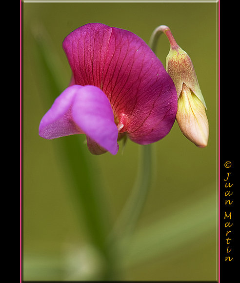FLOR LILA
