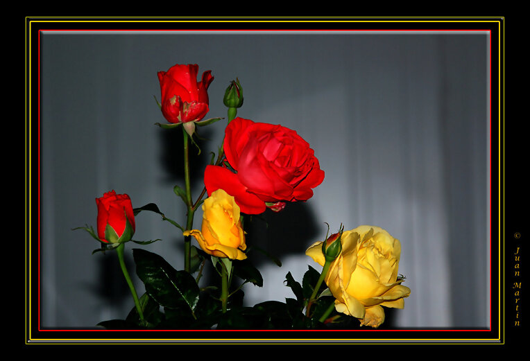 ROSAS