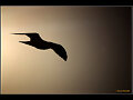 GAVIOTA