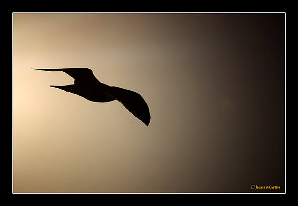 GAVIOTA