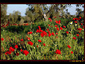 AMAPOLAS