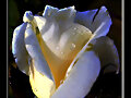 ROSA BLANCA