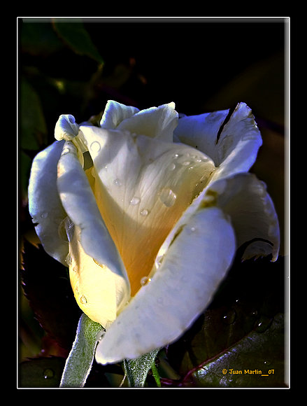 ROSA BLANCA