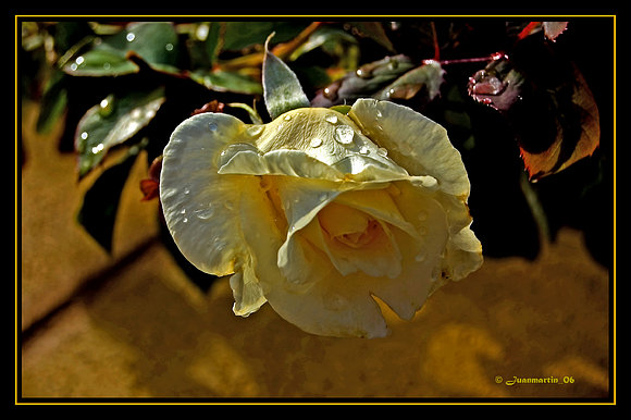BLANCA Y AMARILLA