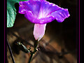 CAMPANILLA