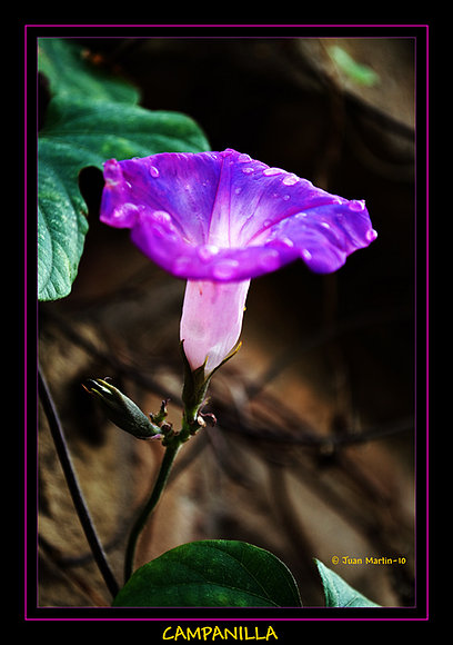 CAMPANILLA