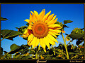 GIRASOL