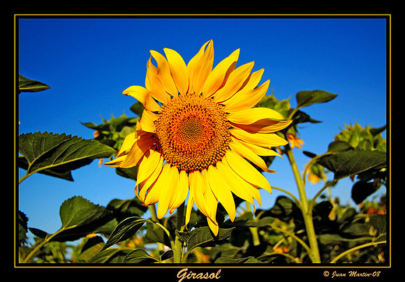 GIRASOL
