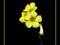 VINAGRETA