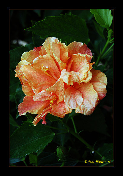 HIBISCO NARANJO DOBLE