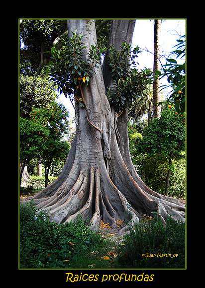 FICUS