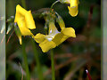 FLOR DE LA VINAGRETA