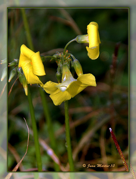 FLOR DE LA VINAGRETA