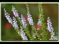 FLORES SILVESTRES
