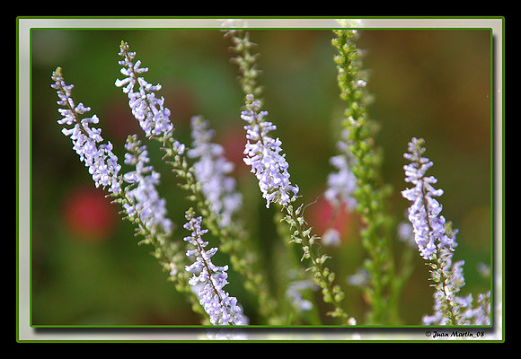 FLORES SILVESTRES