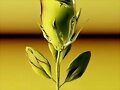SI LAS FLORES SE MARCHITAN