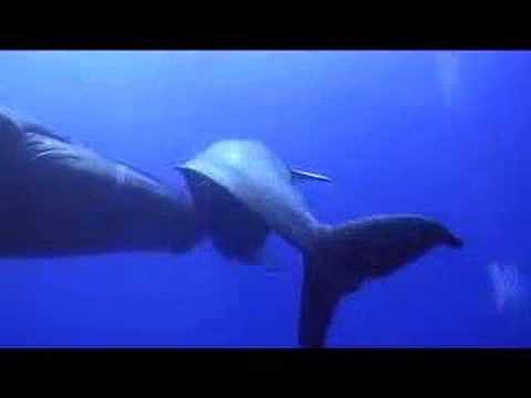 TAN INMENSO COMO EL OCEANO