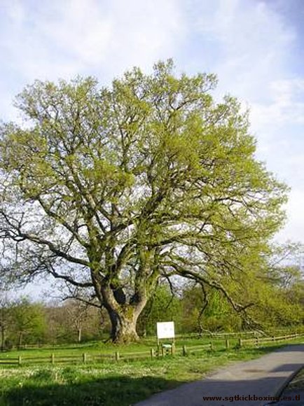 "El árbol  confundido"