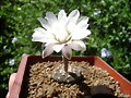 gymnocalycium ragonessi