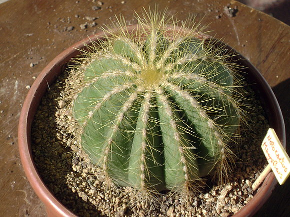 Notocactus magnificus