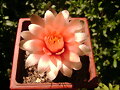 Gymnocalycium baldianum