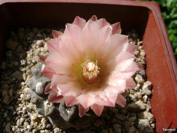 eriosyce oculta